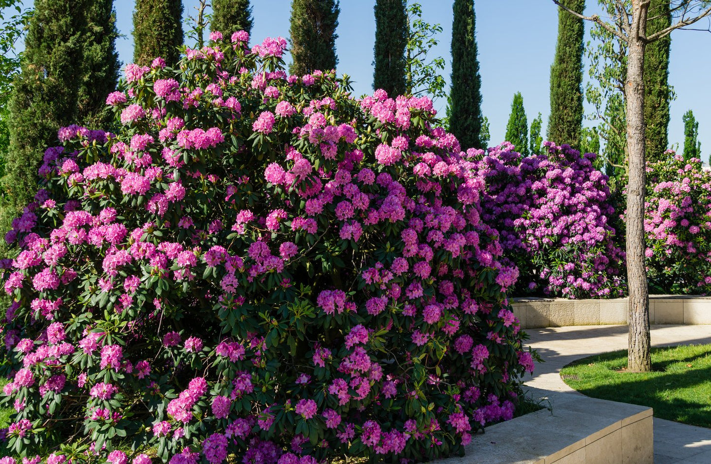 Rhododendron 'Roseum Elegans', 30-40 cm