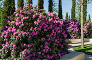 Rhododendron 'Roseum Elegans', 30-40 cm