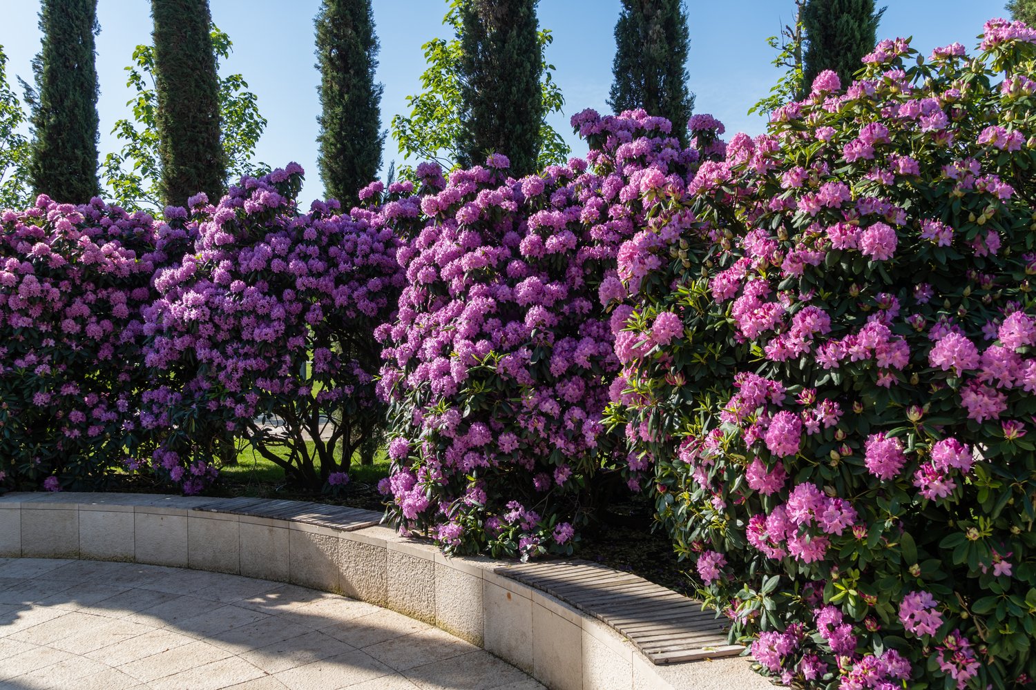 Rhododendron 'Roseum Elegans', 30-40 cm