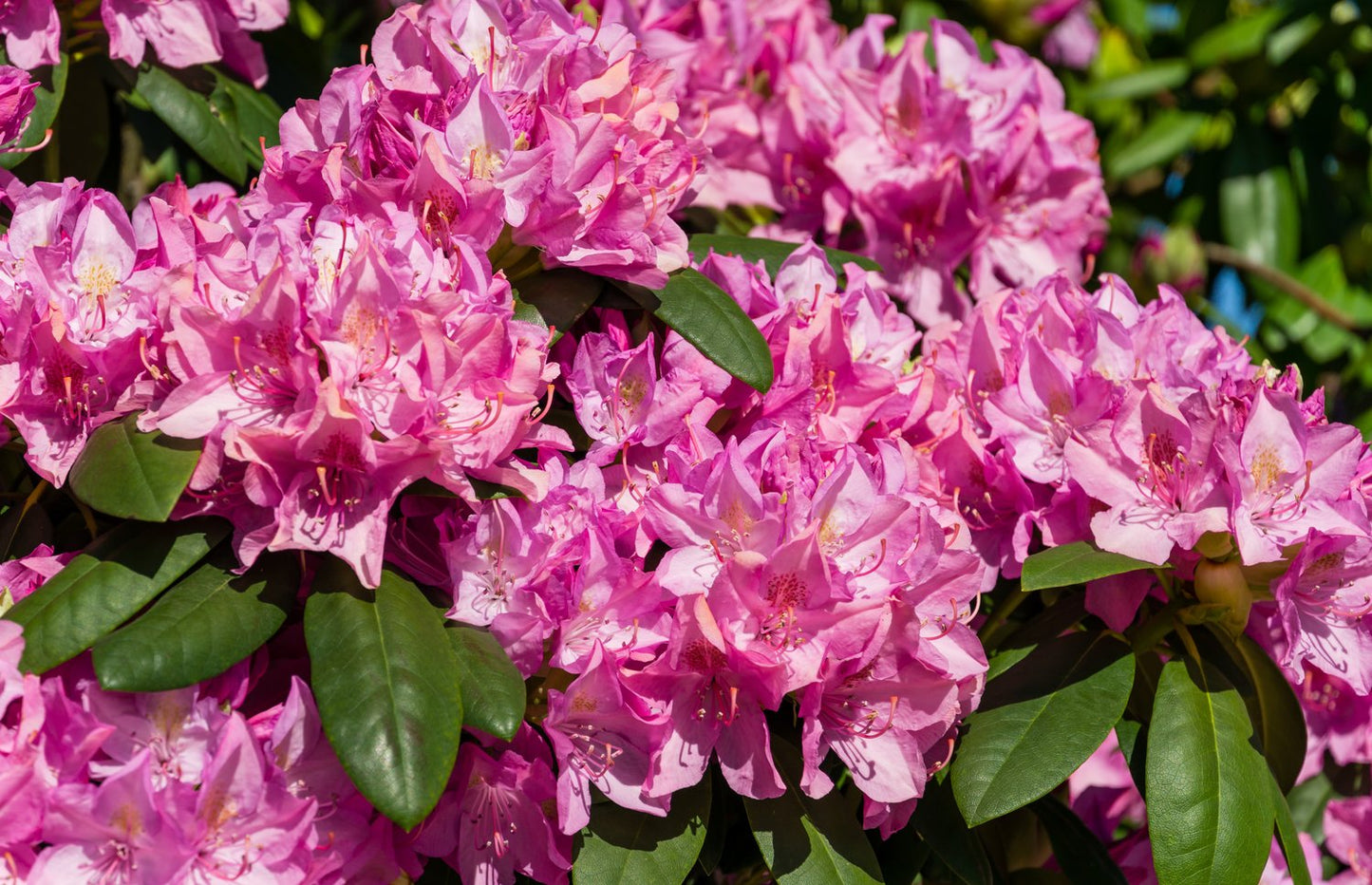 Rhododendron 'Roseum Elegans', 30-40 cm