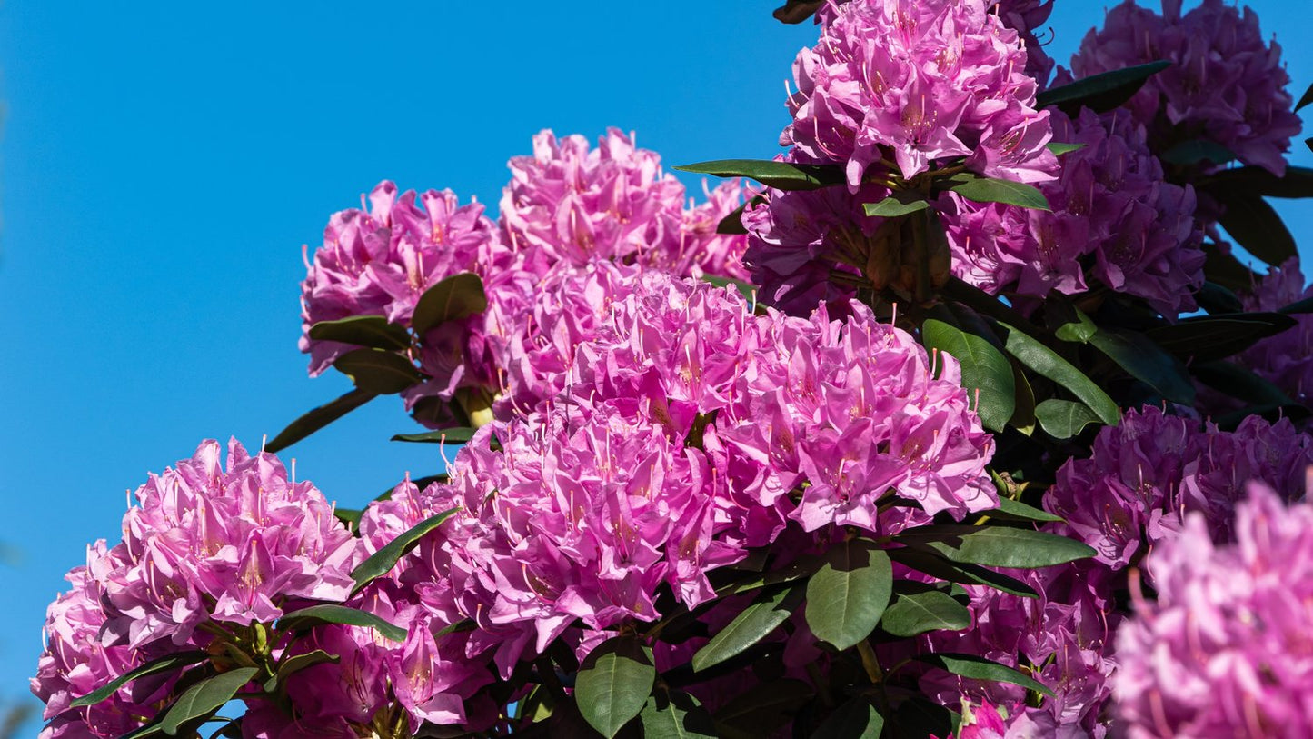 Rhododendron 'Roseum Elegans', 30-40 cm