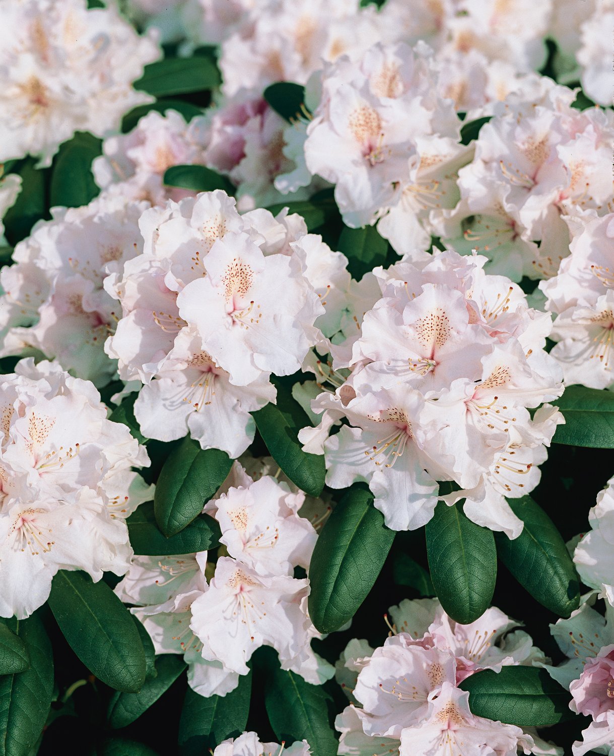 Rhododendron 'Schneekrone', 25-30 cm
