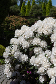 Rhododendron 'Schneekrone', 25-30 cm