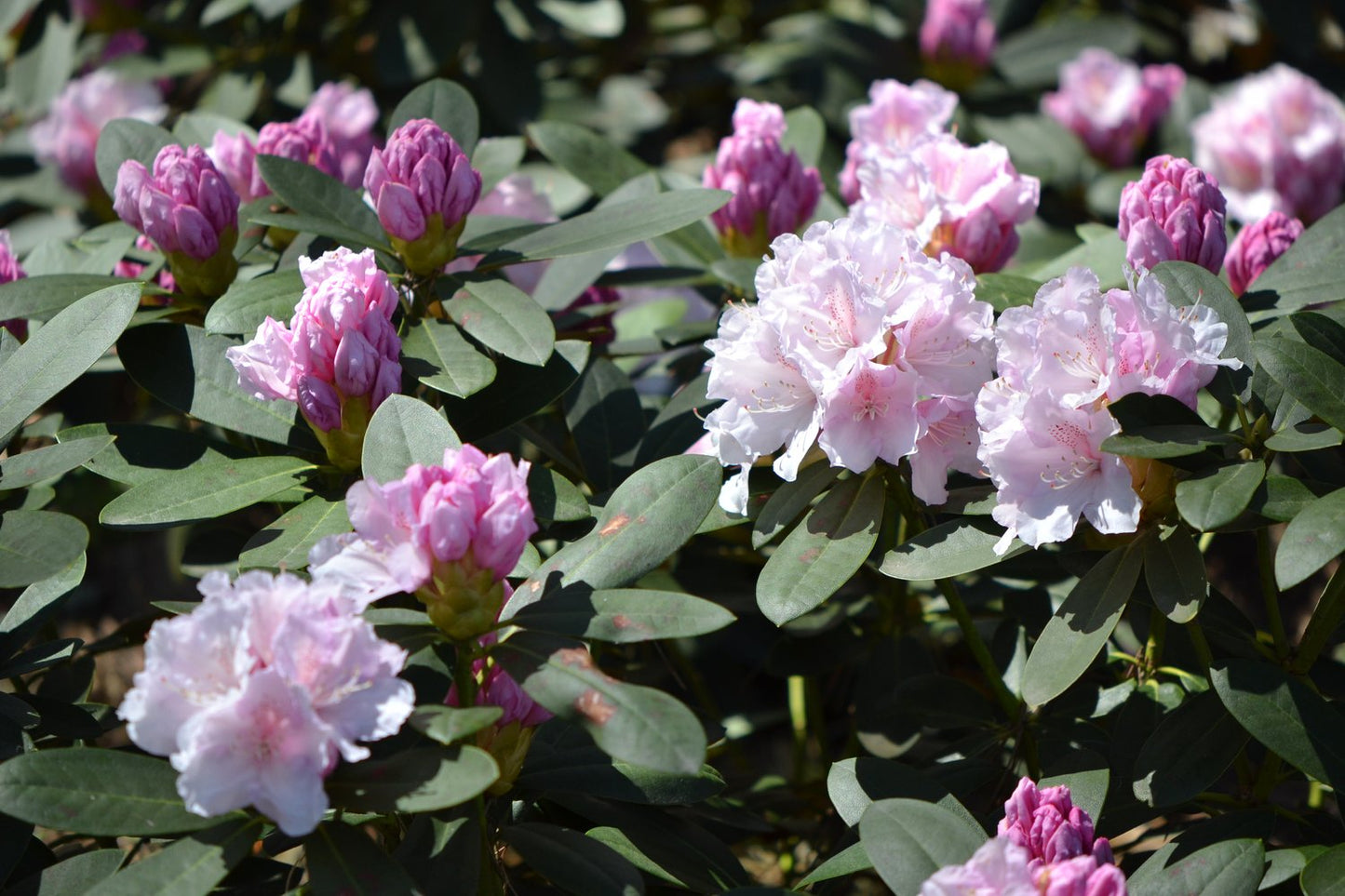 Rhododendron 'Schneekrone', 25-30 cm