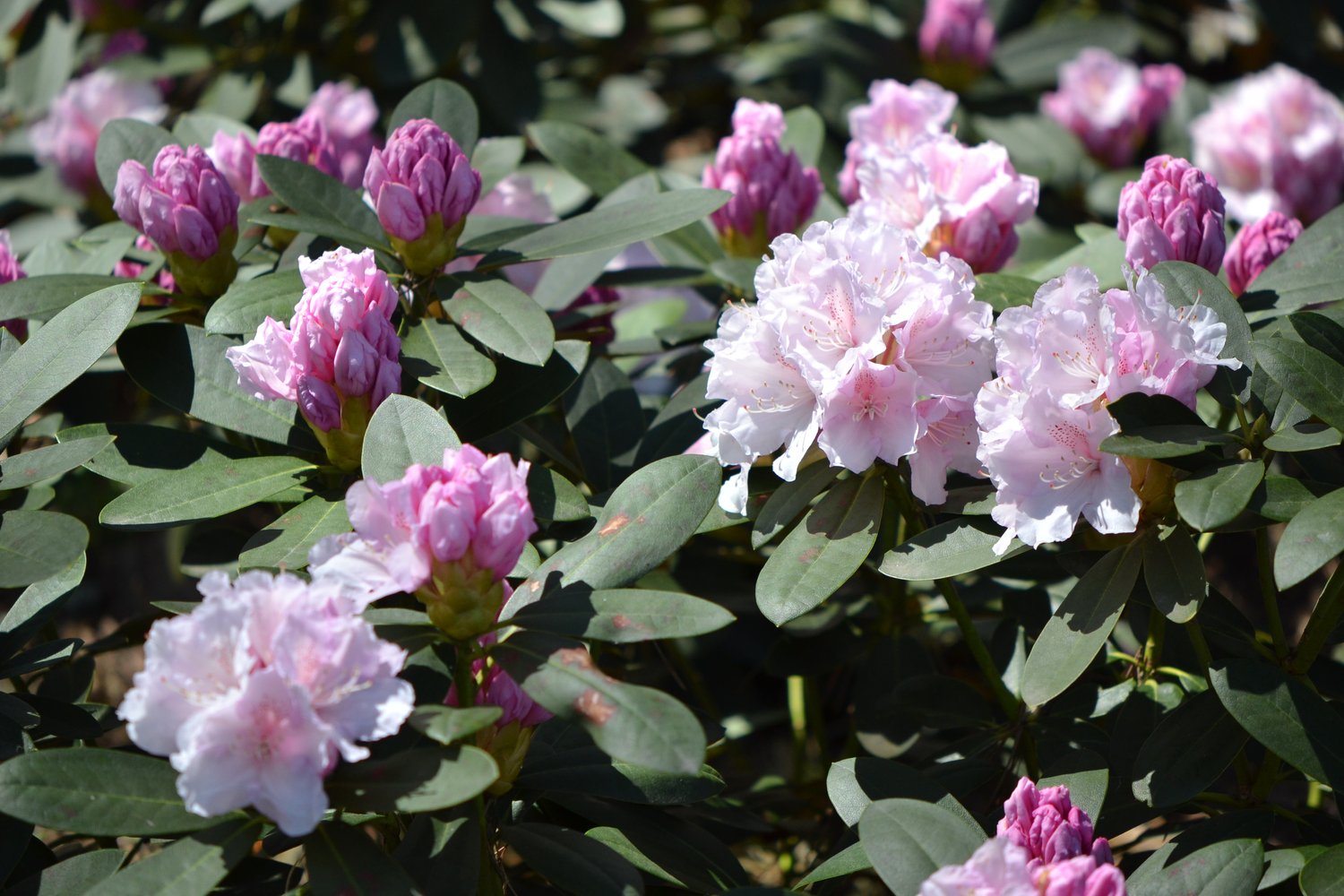 Rhododendron 'Schneekrone', 25-30 cm