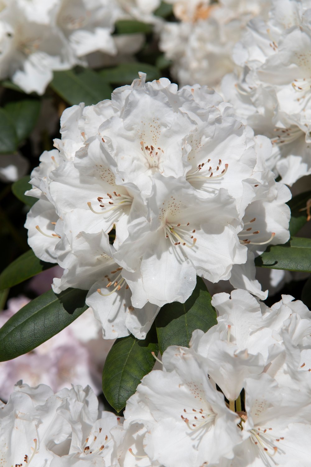 Rhododendron 'Schneekrone', 25-30 cm