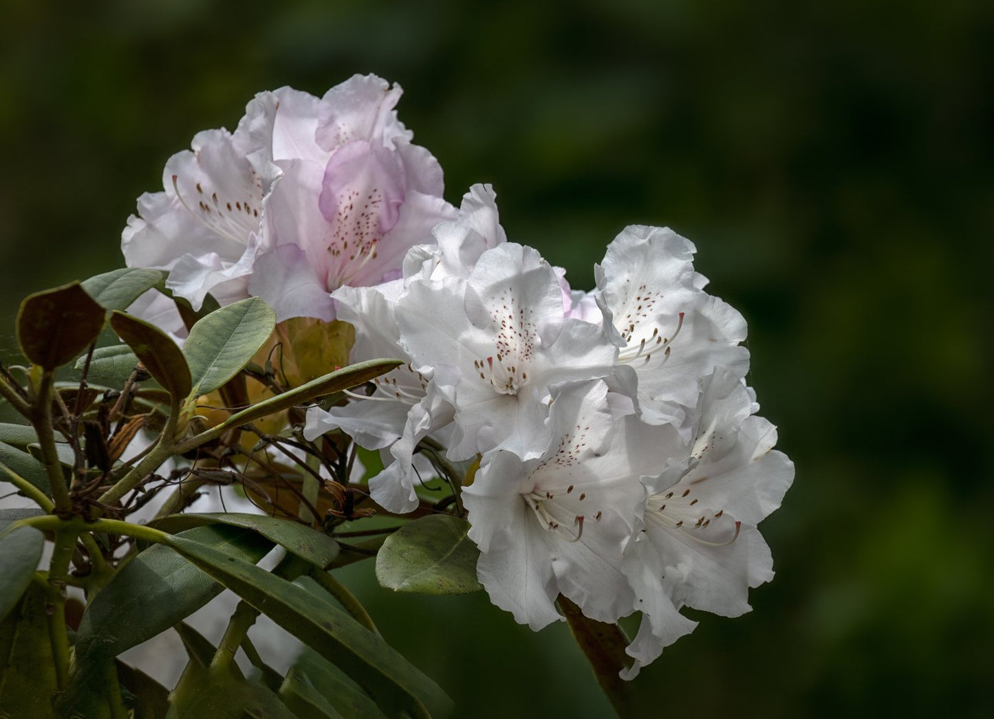 Rhododendron 'Schneekrone', 25-30 cm