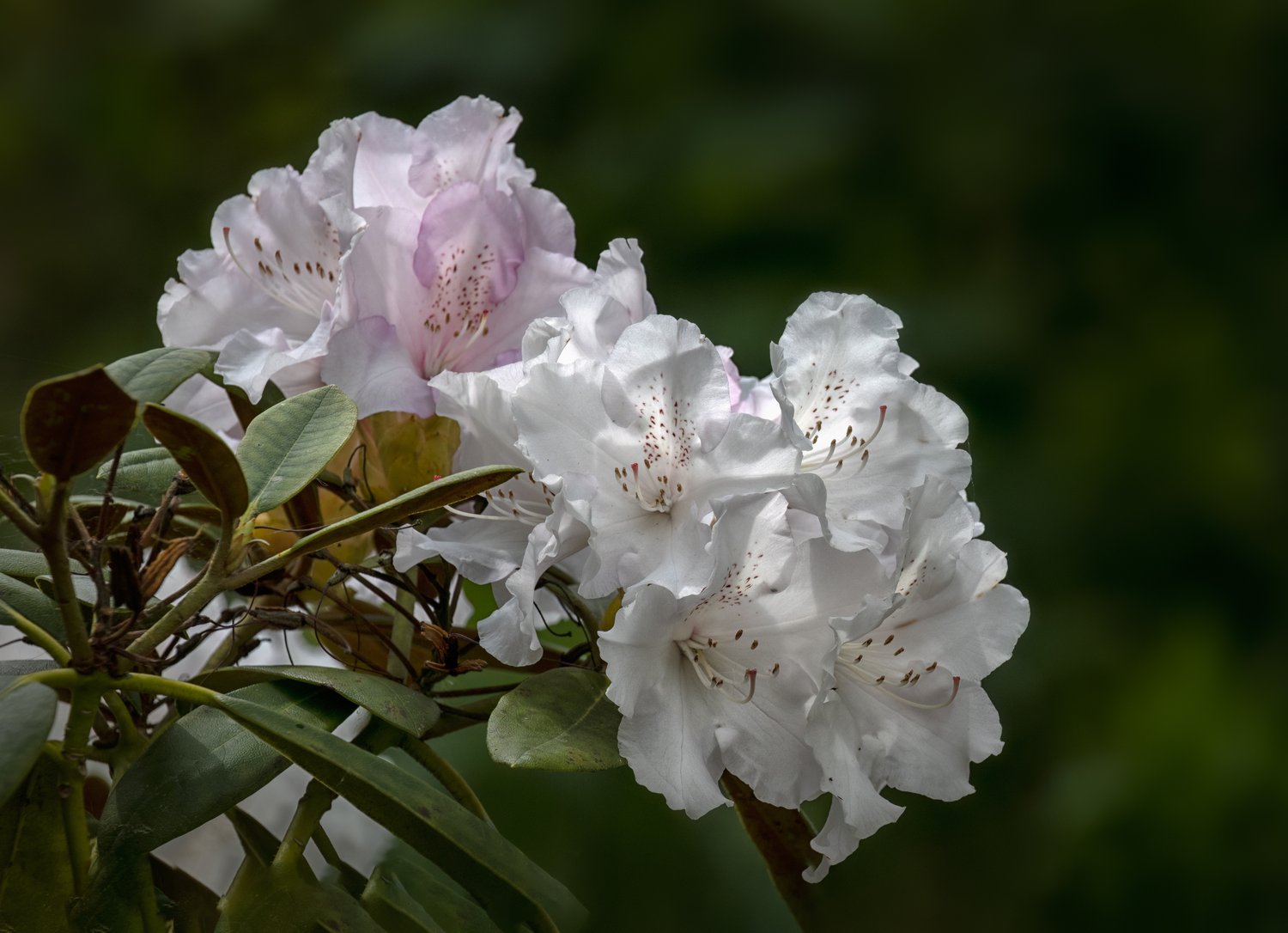 Rhododendron 'Schneekrone', 25-30 cm