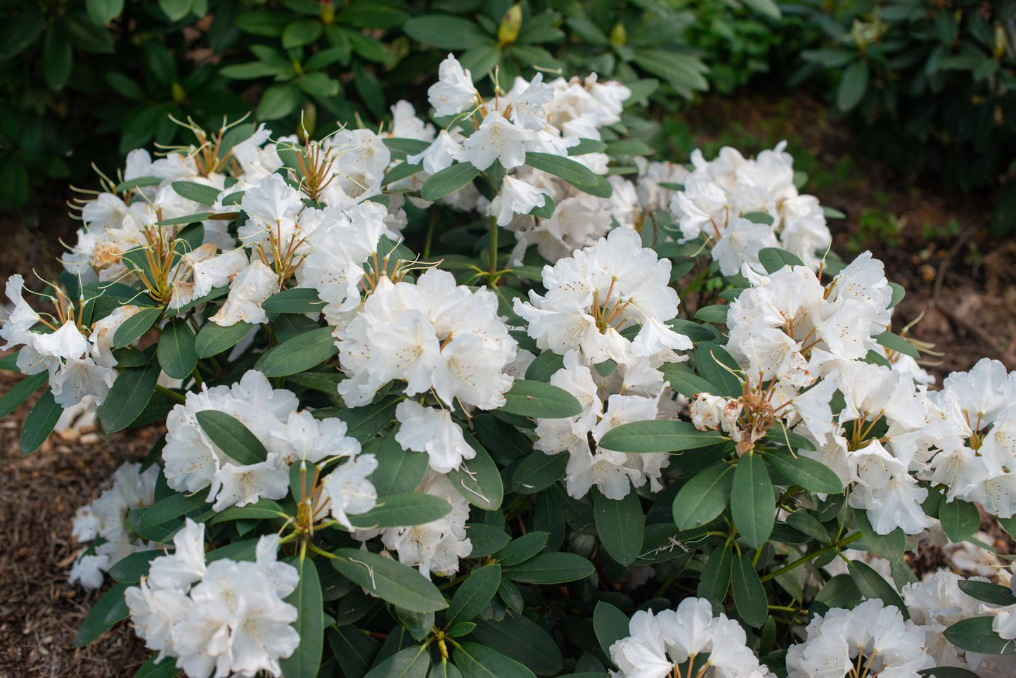 Rhododendron 'Schneekrone', 25-30 cm