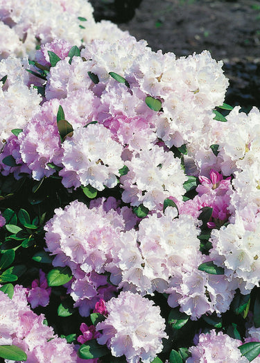 Barrväxter & Rhododendron