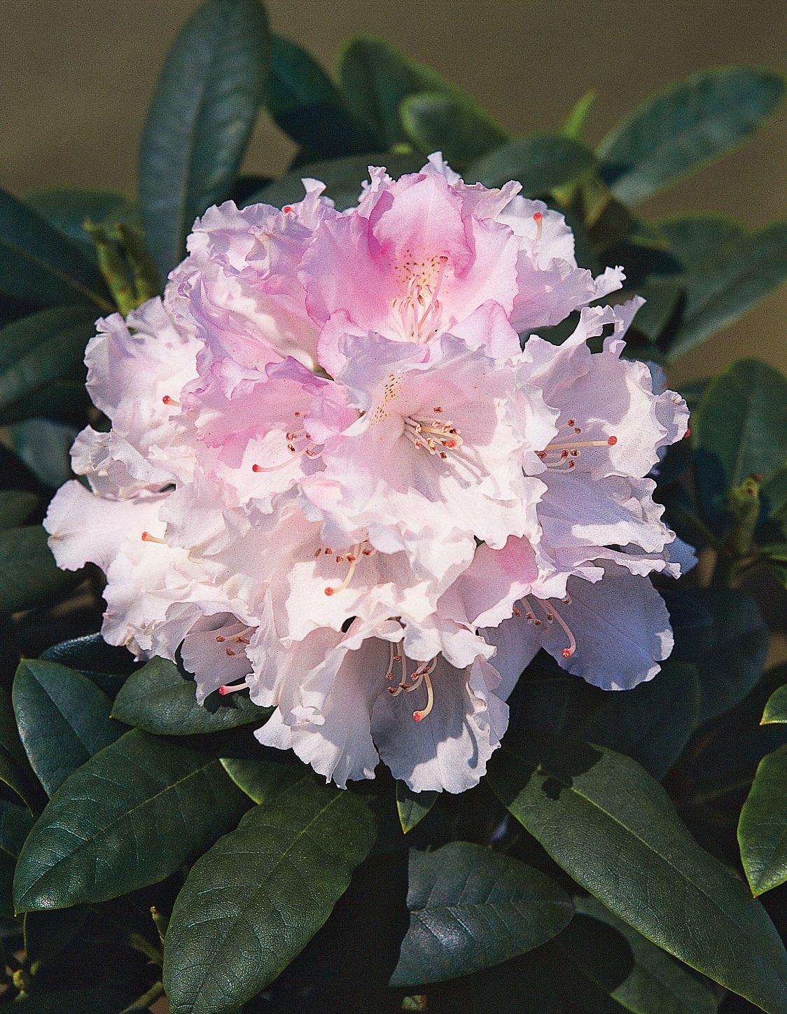 Rhododendron 'Silberwolke', 25-30 cm