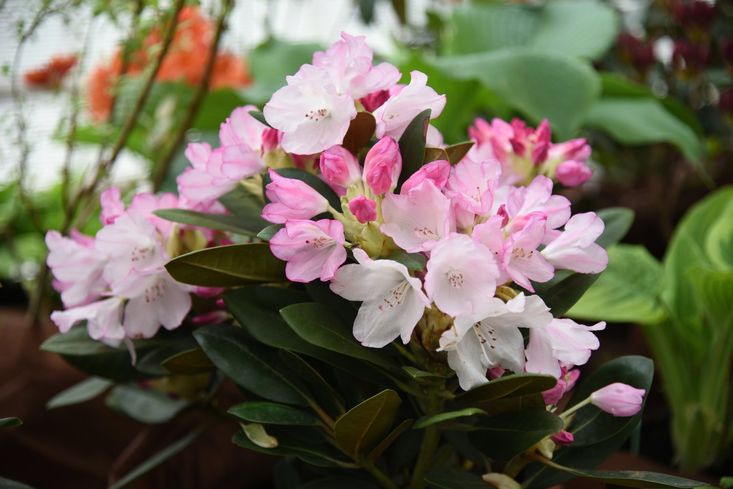 Rhododendron 'Silberwolke', 25-30 cm