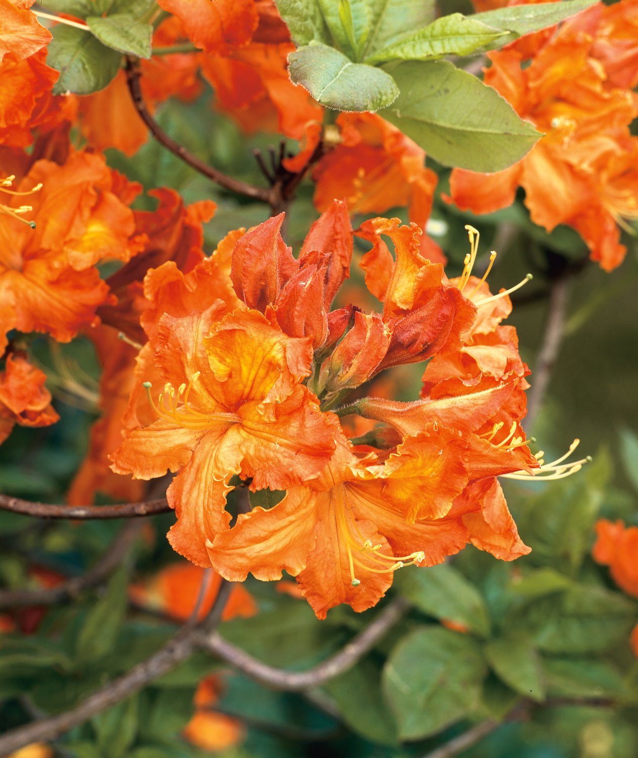 Rhododendron 'Gibraltar', 30-40 cm