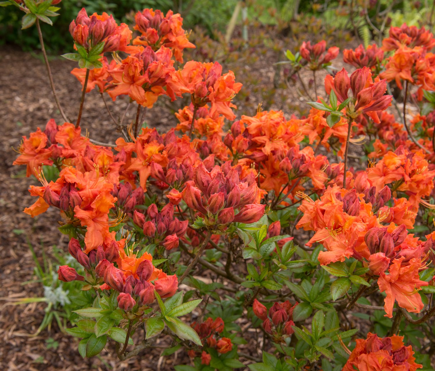 Rhododendron 'Gibraltar', 30-40 cm