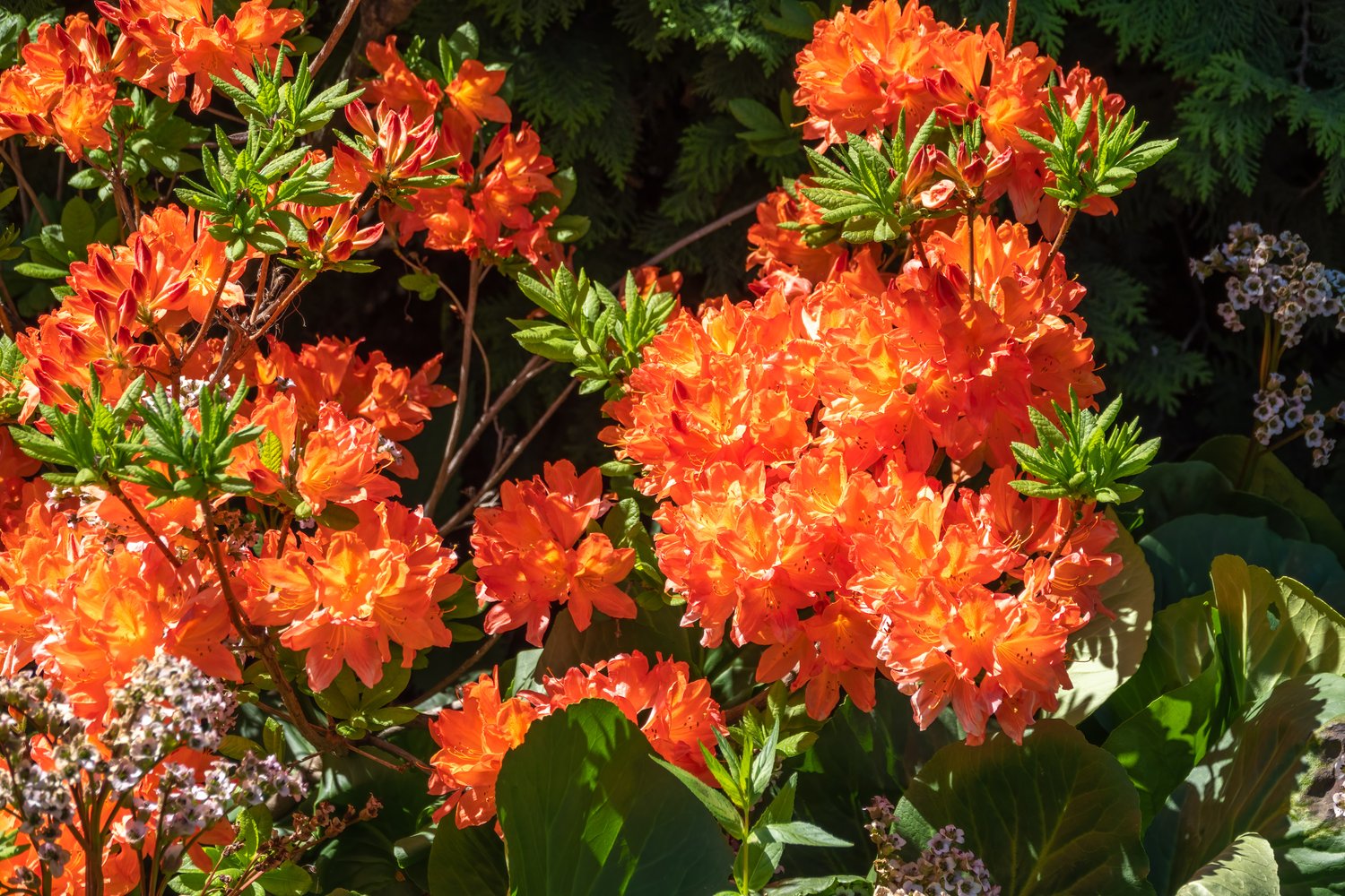 Rhododendron 'Gibraltar', 30-40 cm