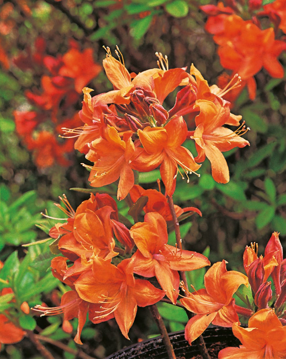 Rhododendron 'Golden Eagle', 30-40 cm