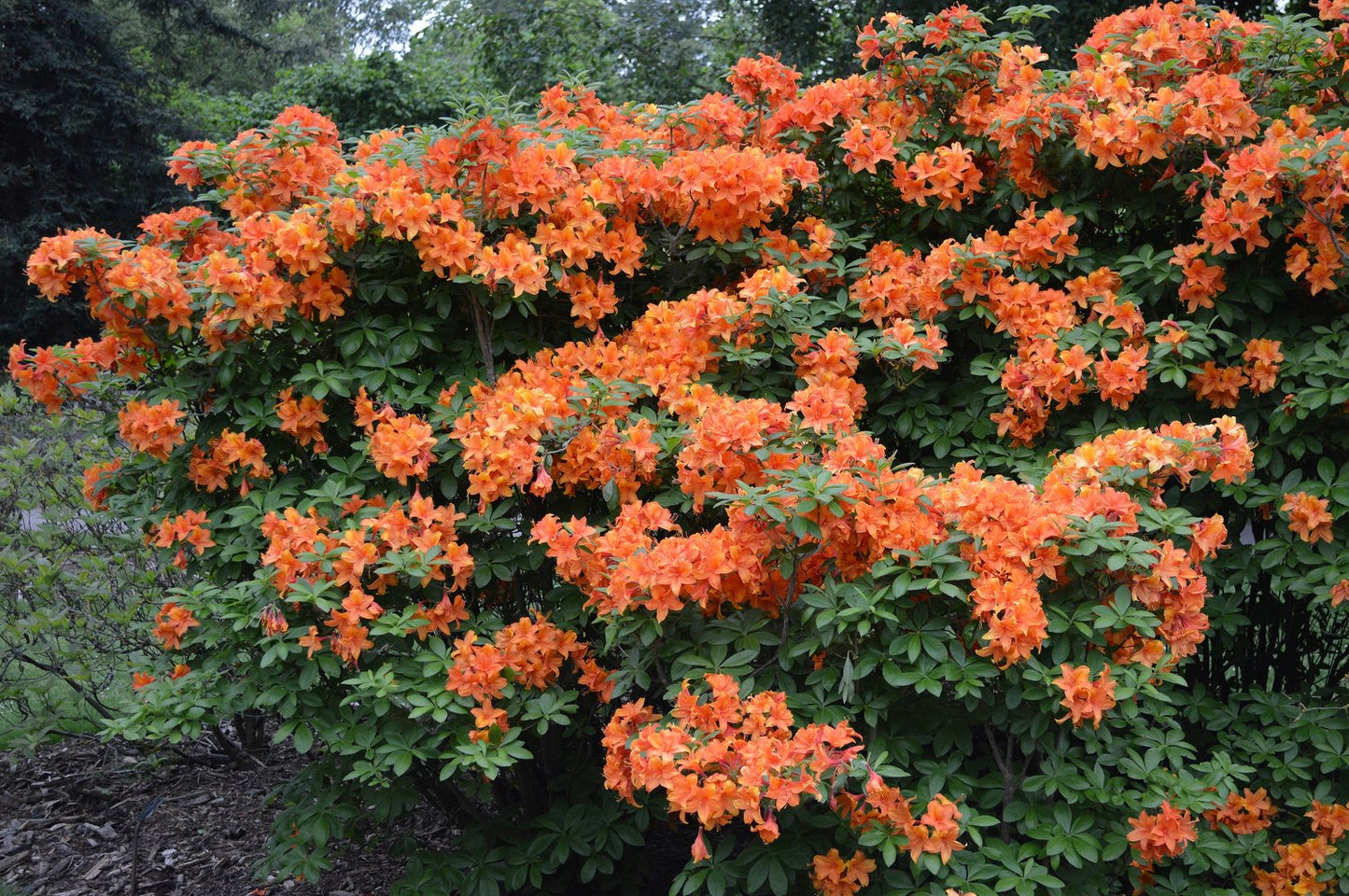 Rhododendron 'Golden Eagle', 30-40 cm