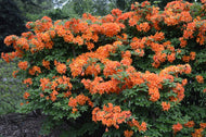 Rhododendron 'Golden Eagle', 30-40 cm