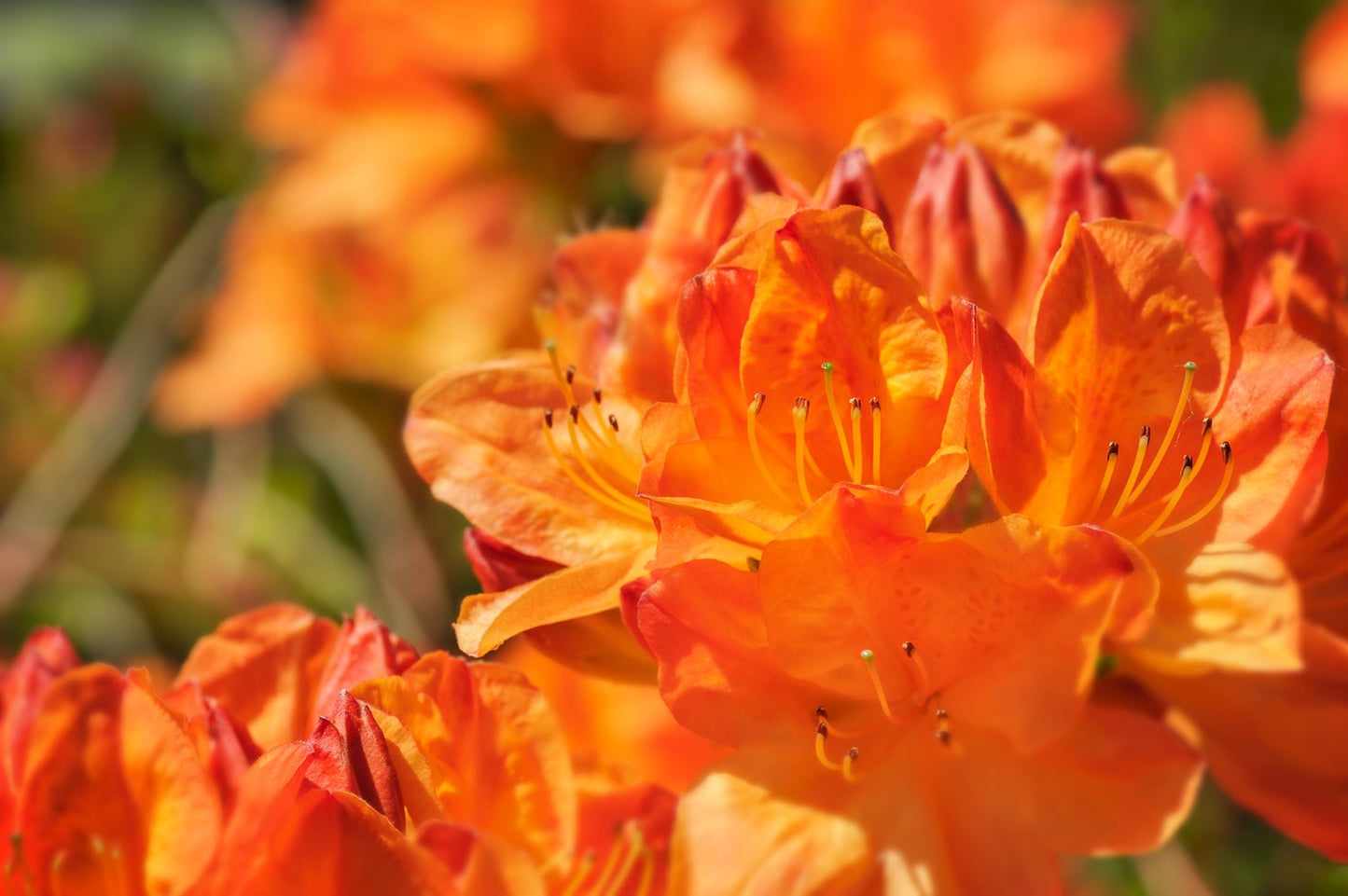 Rhododendron 'Golden Eagle', 30-40 cm