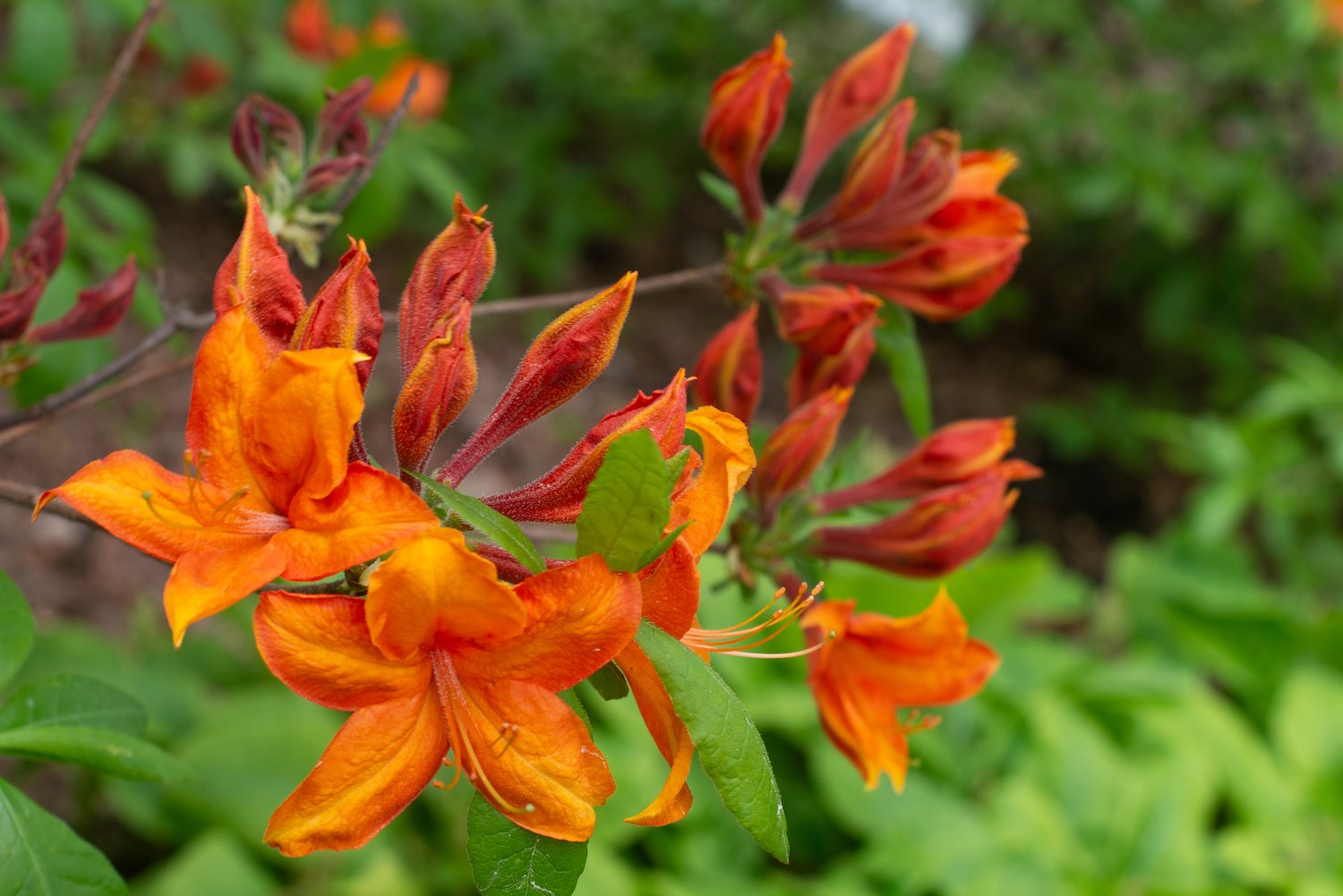 Rhododendron 'Golden Eagle', 30-40 cm