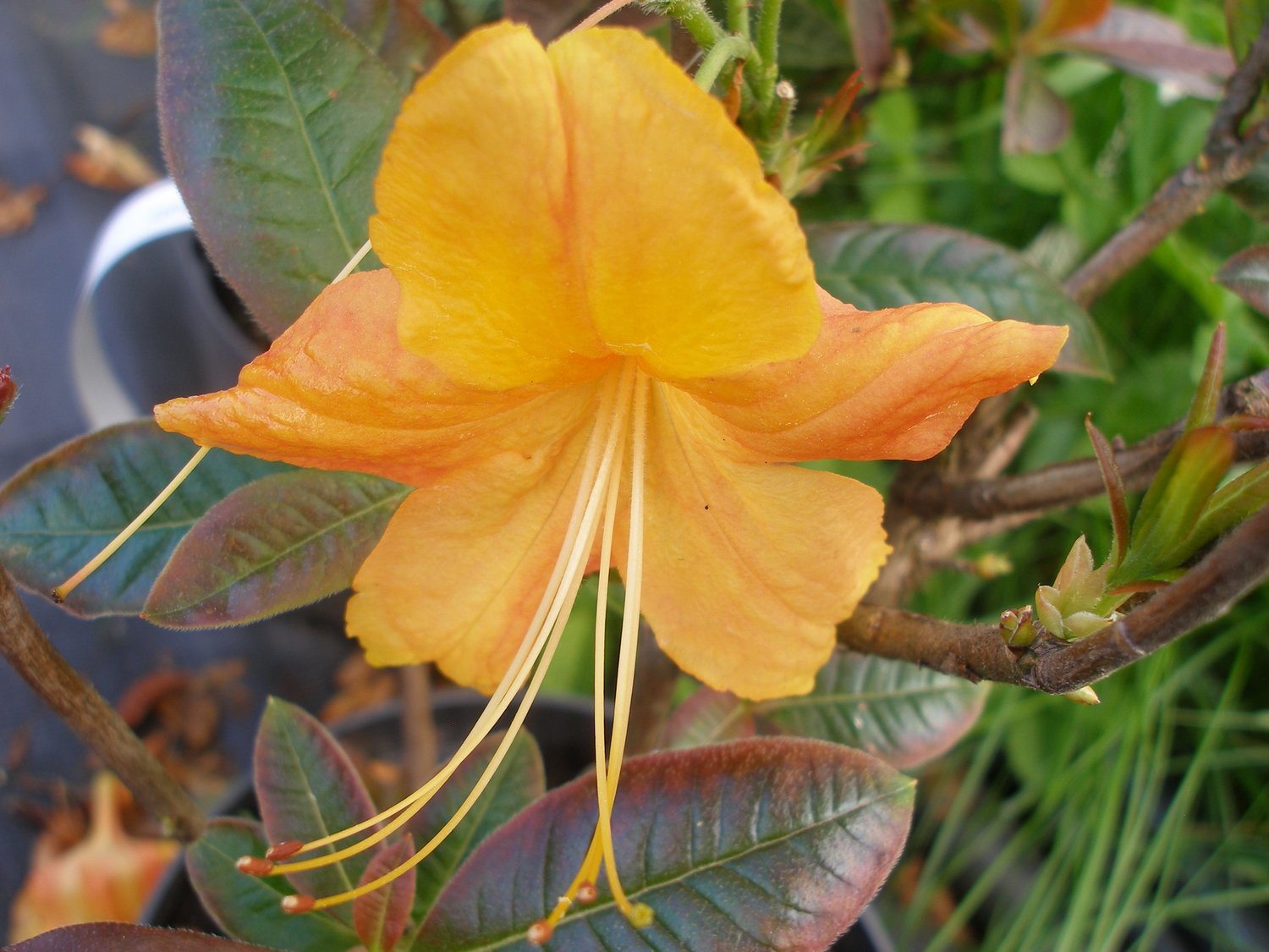 Rhododendron 'Klondyke', 30-40 cm