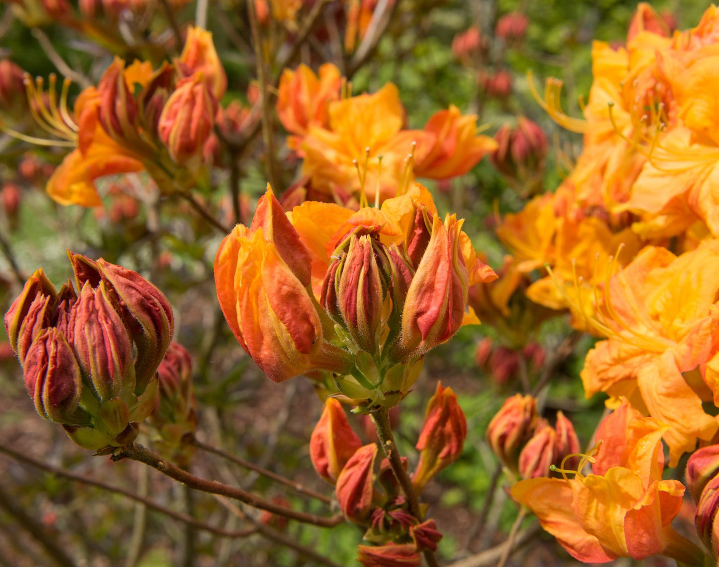 Rhododendron 'Klondyke', 30-40 cm