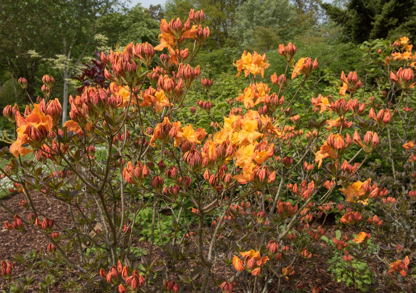 Rhododendron 'Klondyke', 30-40 cm