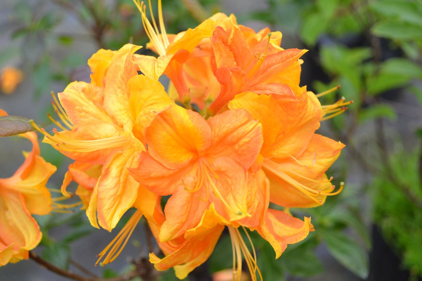 Rhododendron 'Klondyke', 30-40 cm
