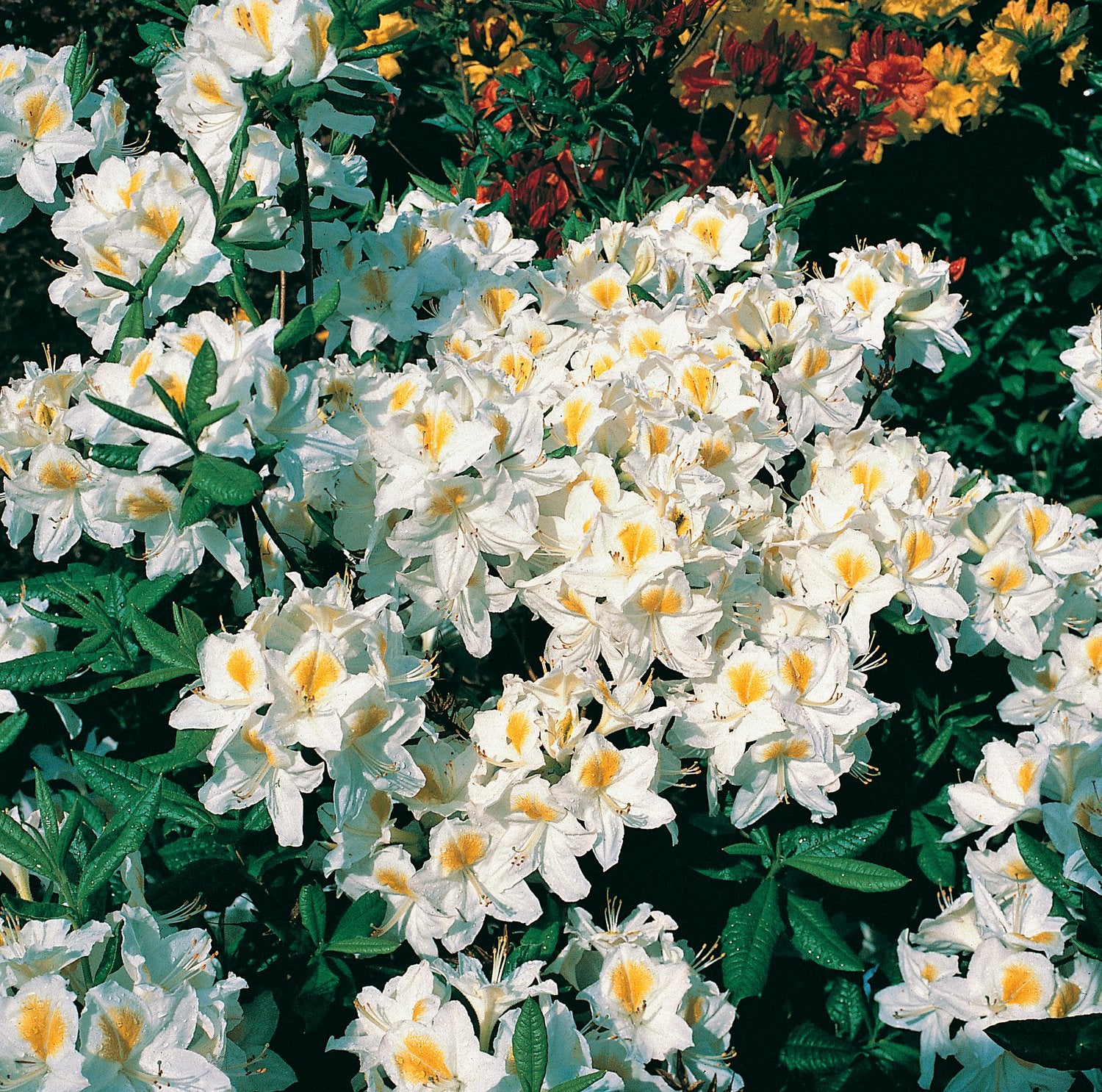 Rhododendron 'Persil', 30-40 cm