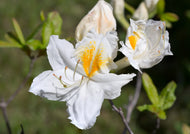 Rhododendron 'Persil', 30-40 cm