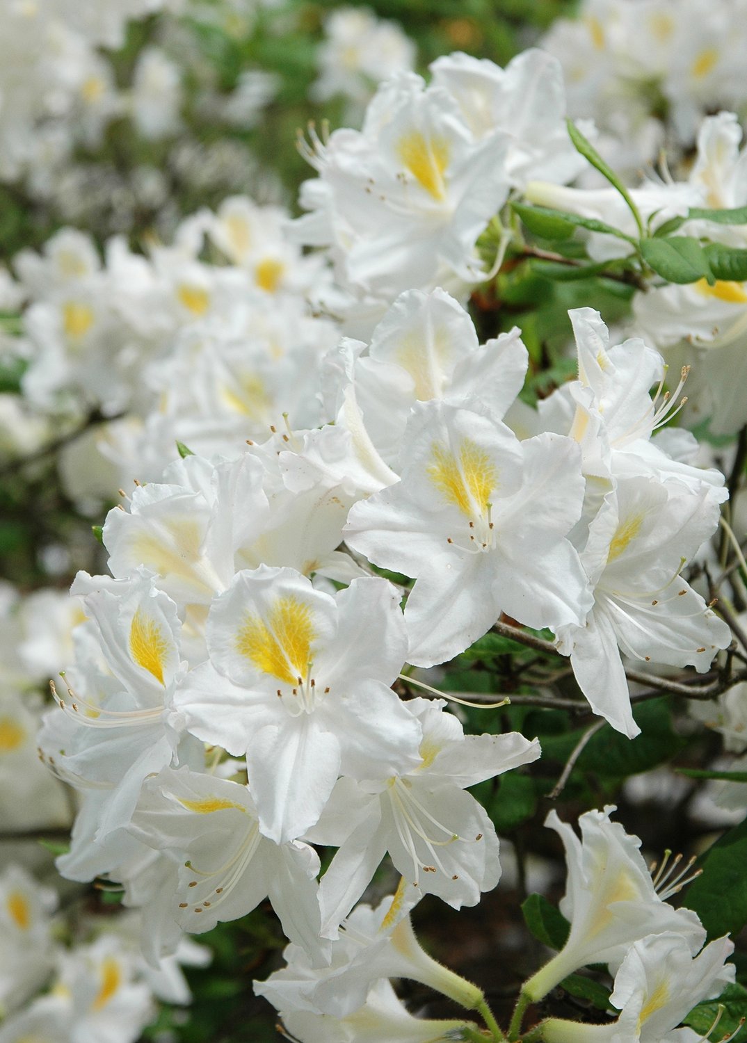 Rhododendron 'Persil', 30-40 cm
