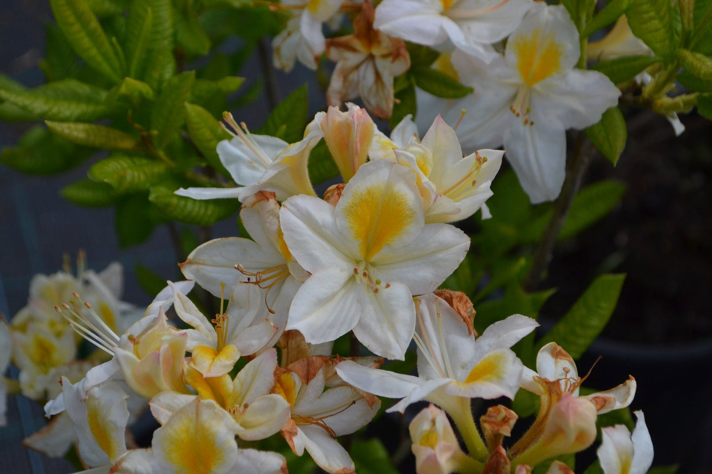 Rhododendron 'Persil', 30-40 cm