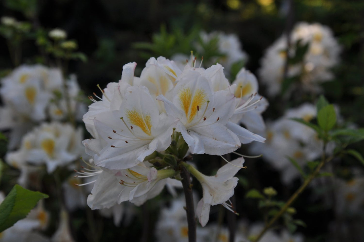 Rhododendron 'Persil', 30-40 cm