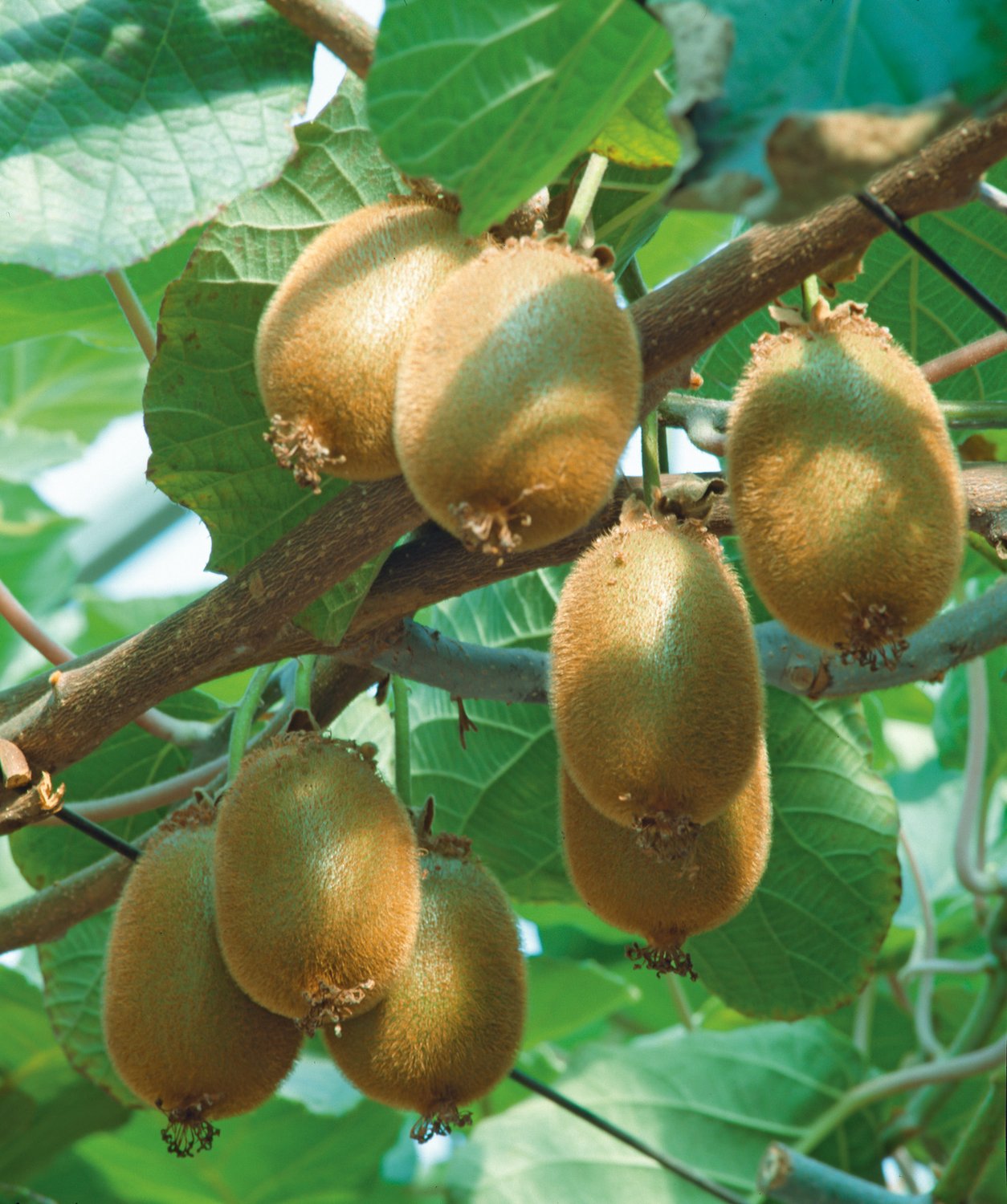 Actinidia deliciosa 'Jenny'