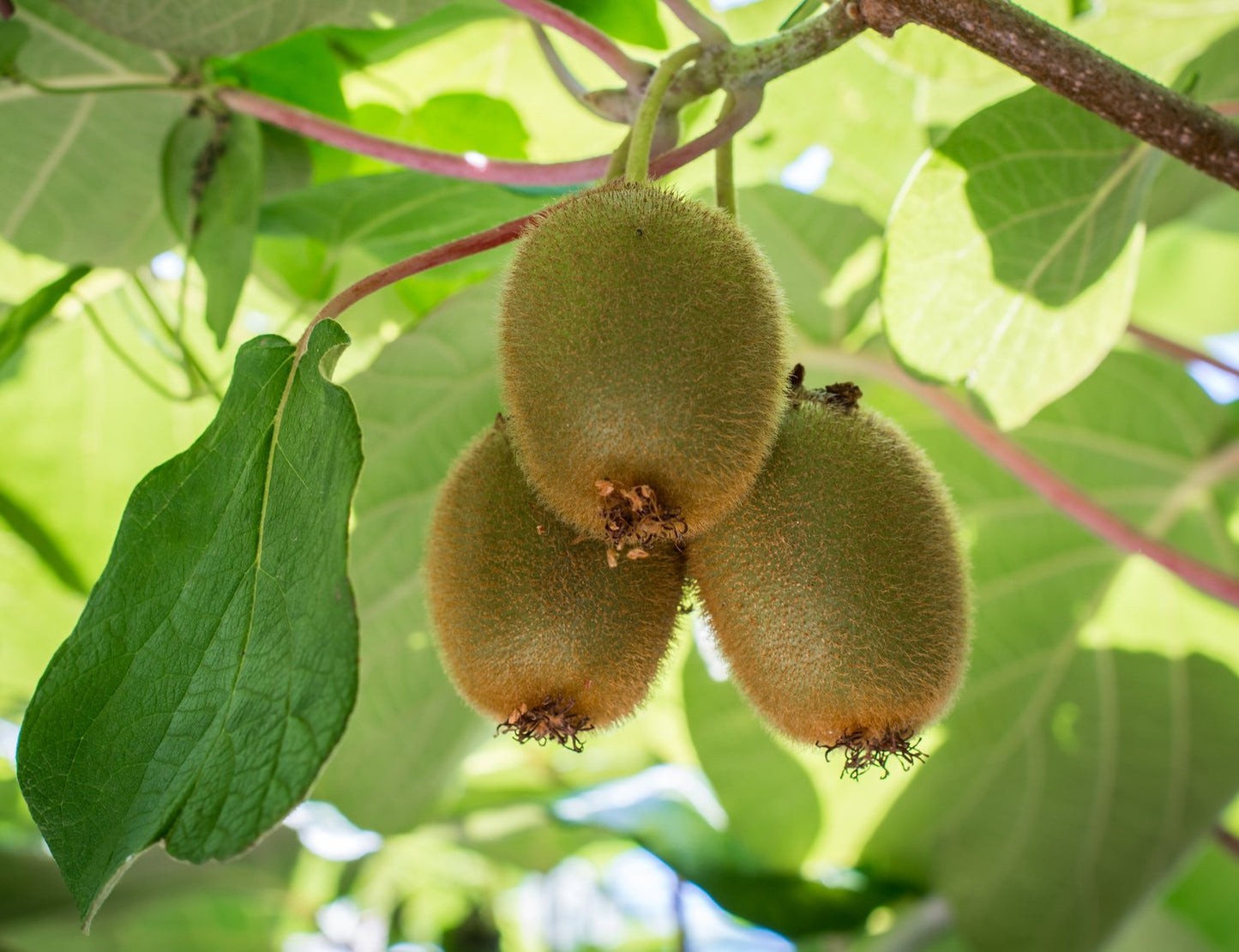 Actinidia deliciosa 'Jenny'