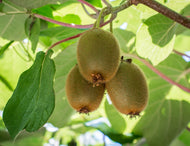 Actinidia deliciosa 'Jenny'