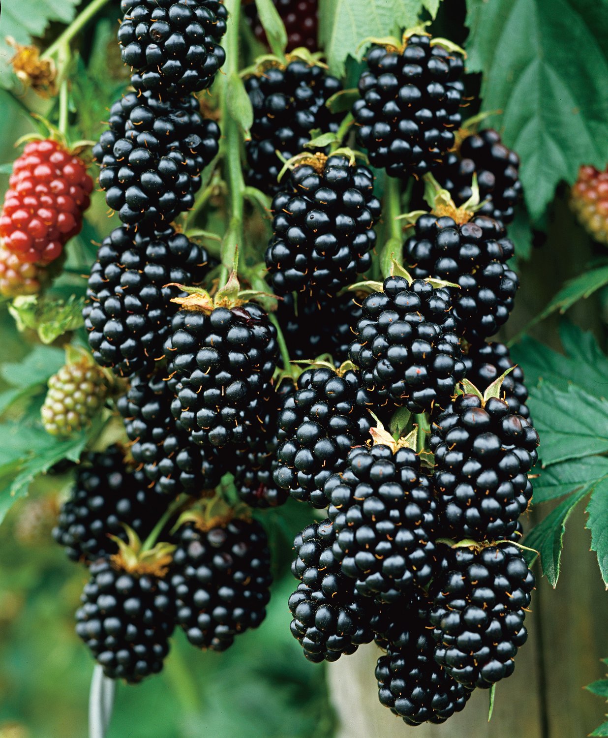 Rubus (Björnbär) 'Black Satin'