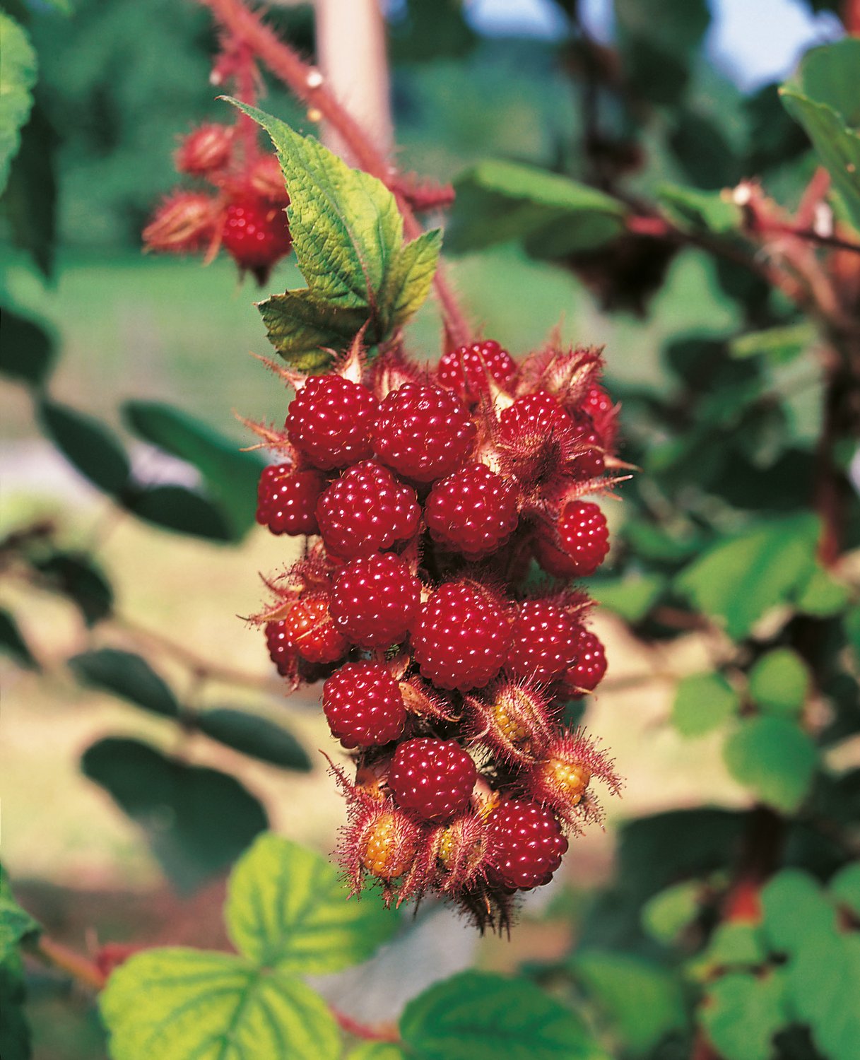 Rubus phoenicolasius
