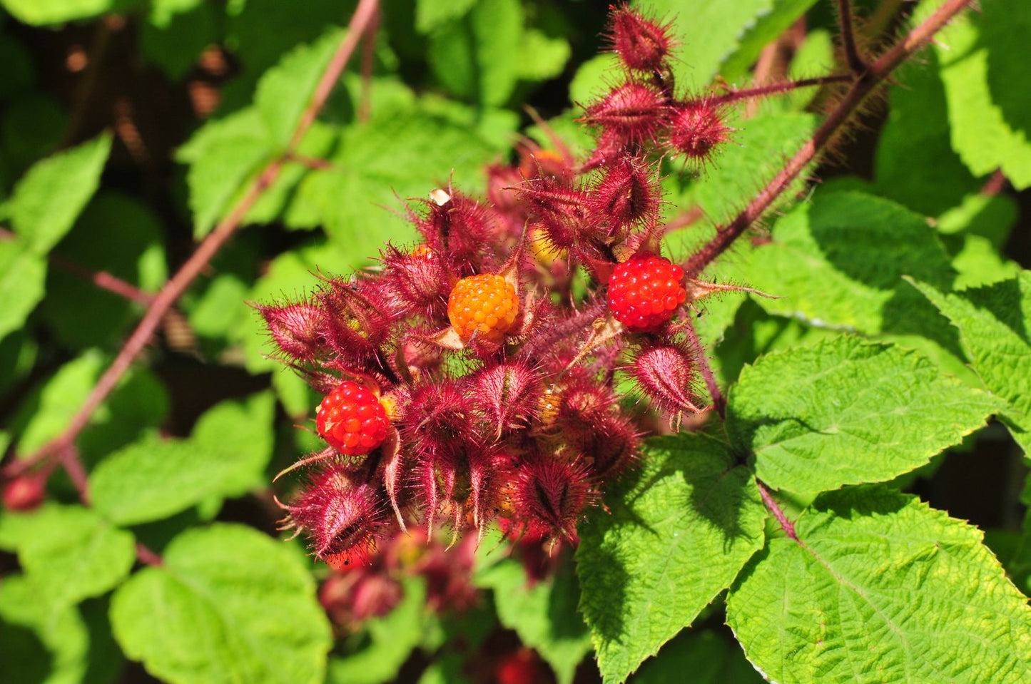 Rubus phoenicolasius