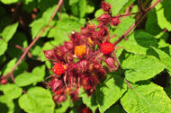 Rubus phoenicolasius