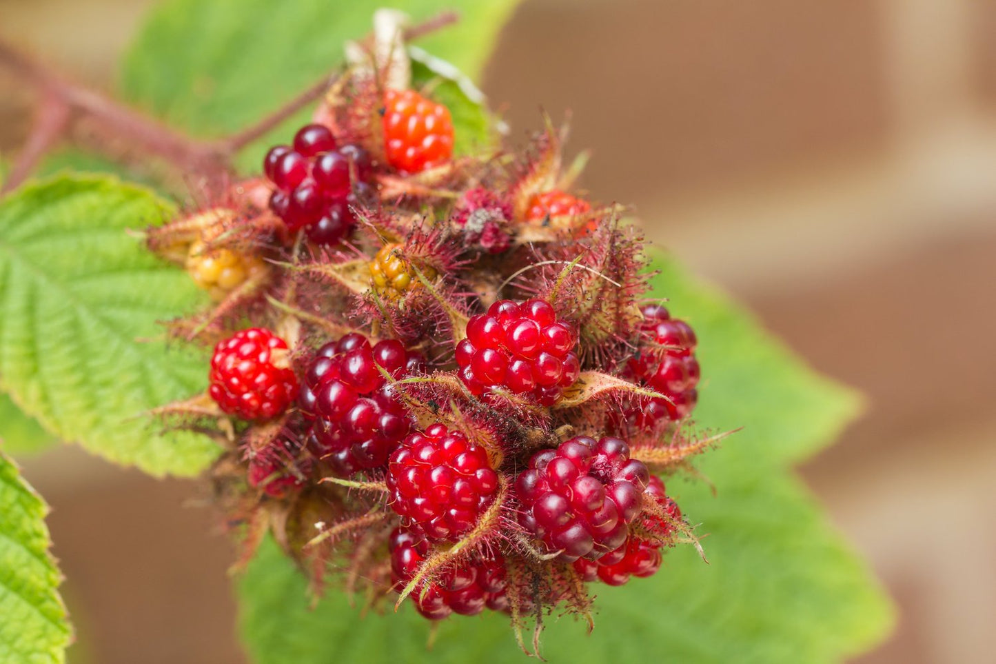 Rubus phoenicolasius