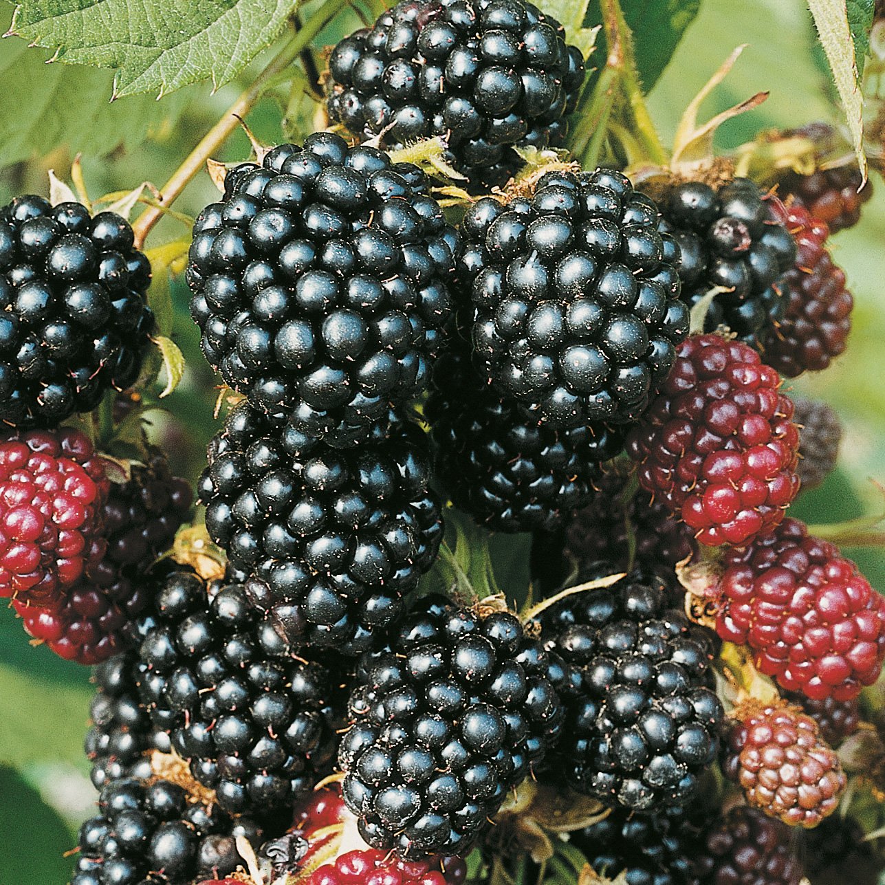 Rubus laciniatus 'Thornless Evergreen'