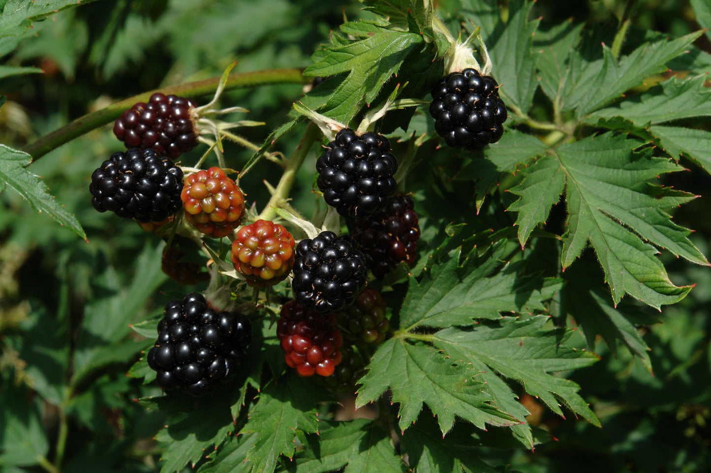 Rubus laciniatus 'Thornless Evergreen'