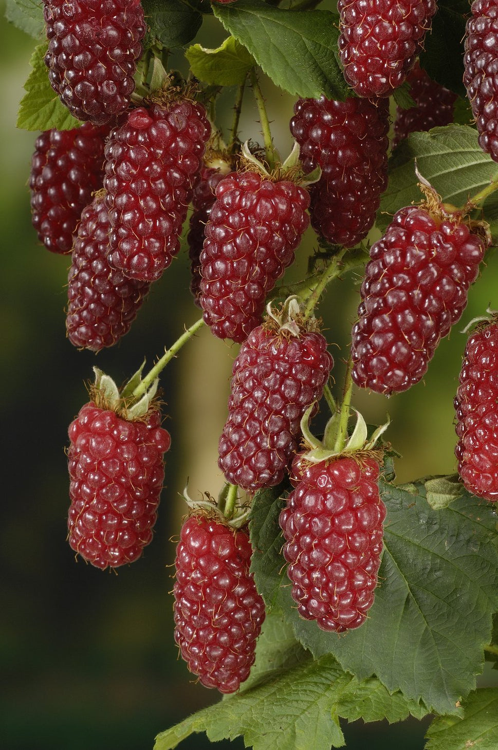 Rubus (Björnbärshallon) 'Tayberry'