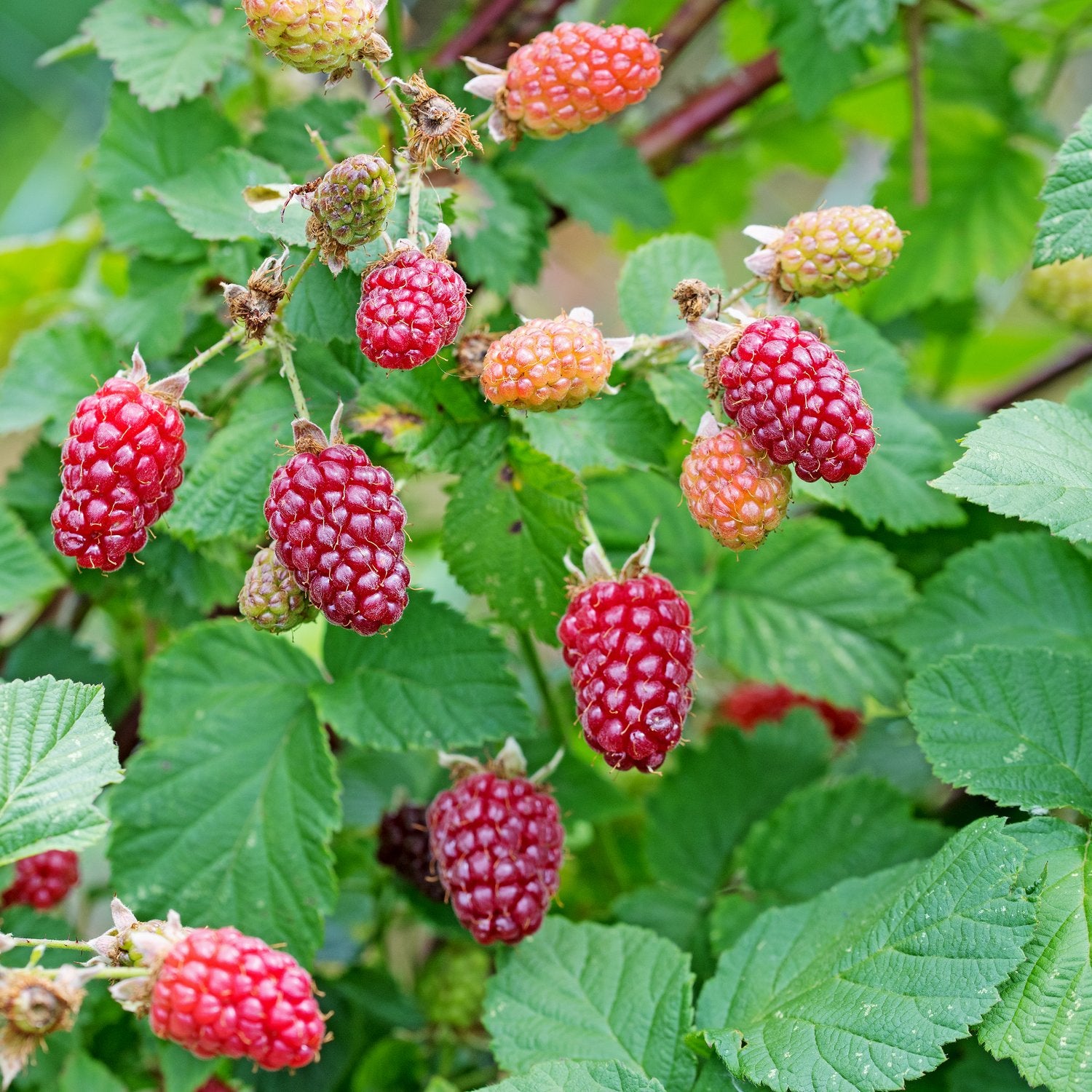 Rubus (Björnbärshallon) 'Tayberry'