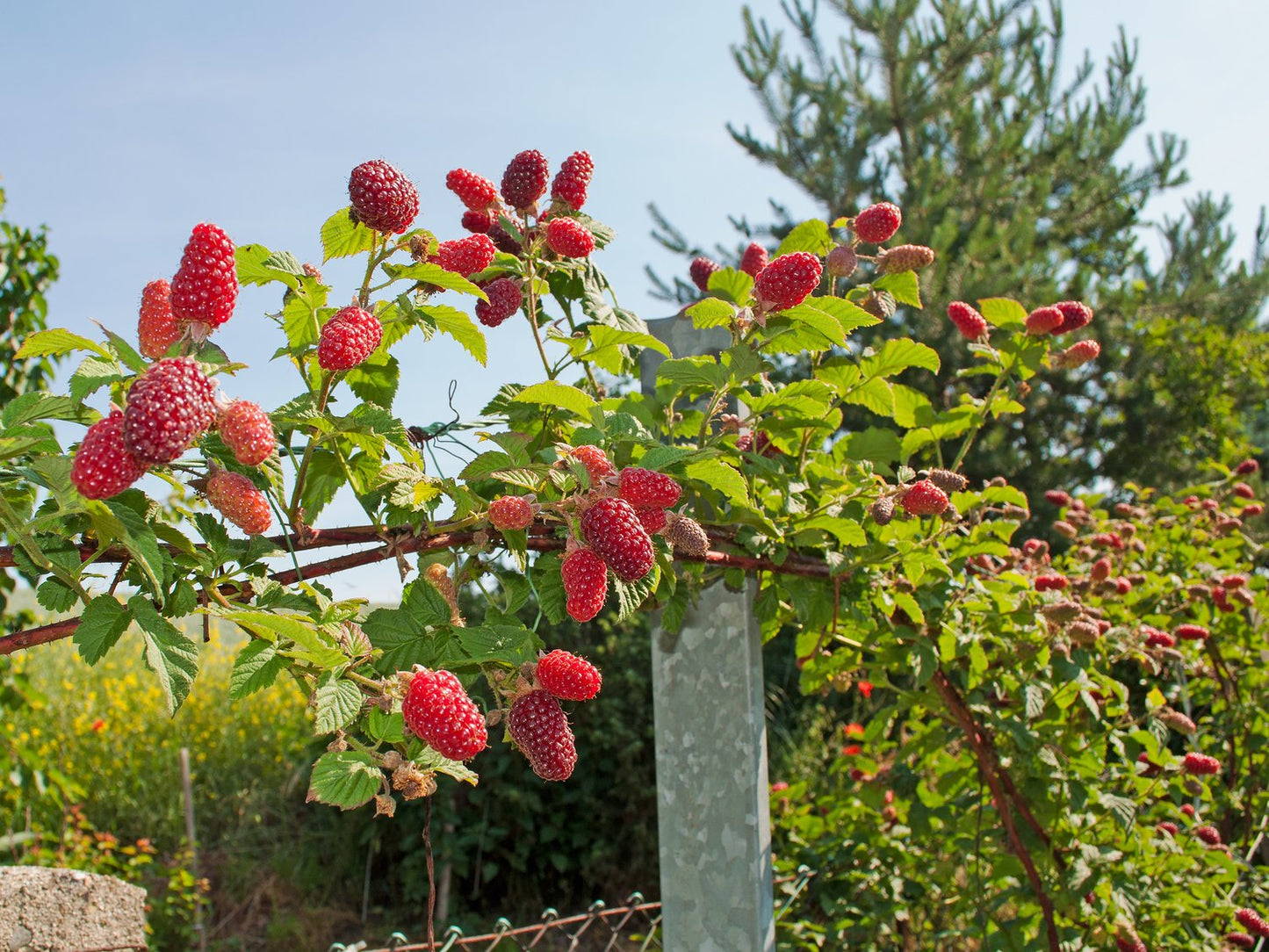Rubus (Björnbärshallon) 'Tayberry'