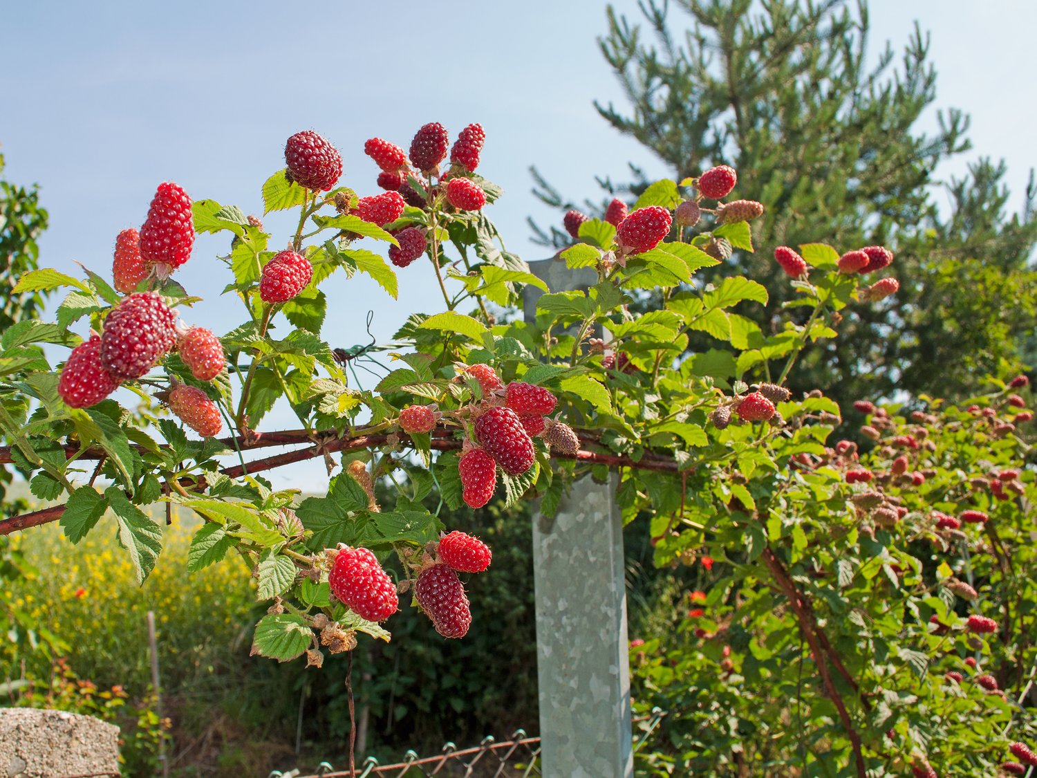 Rubus (Björnbärshallon) 'Tayberry'