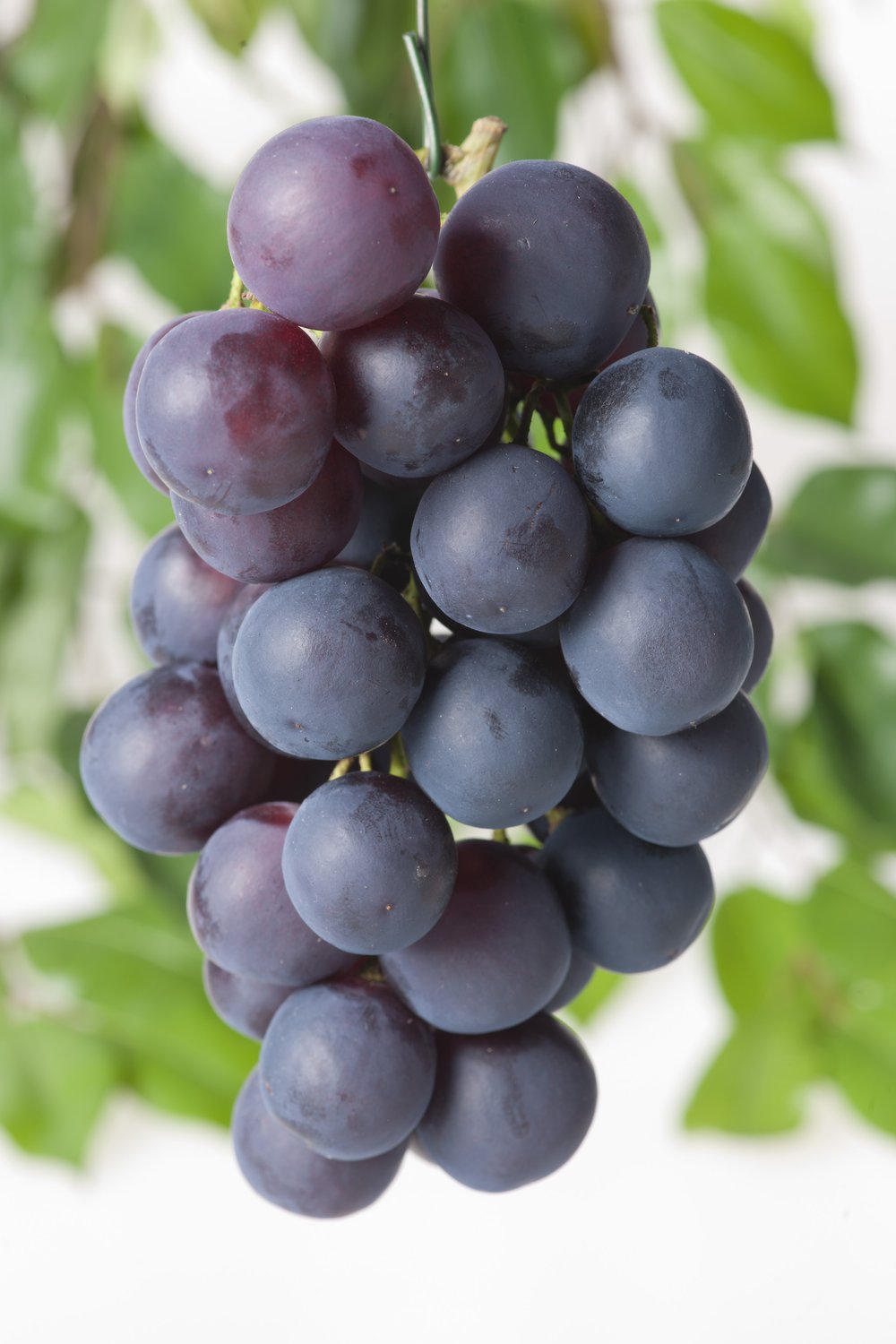 Vitis 'Blå Burgunder'