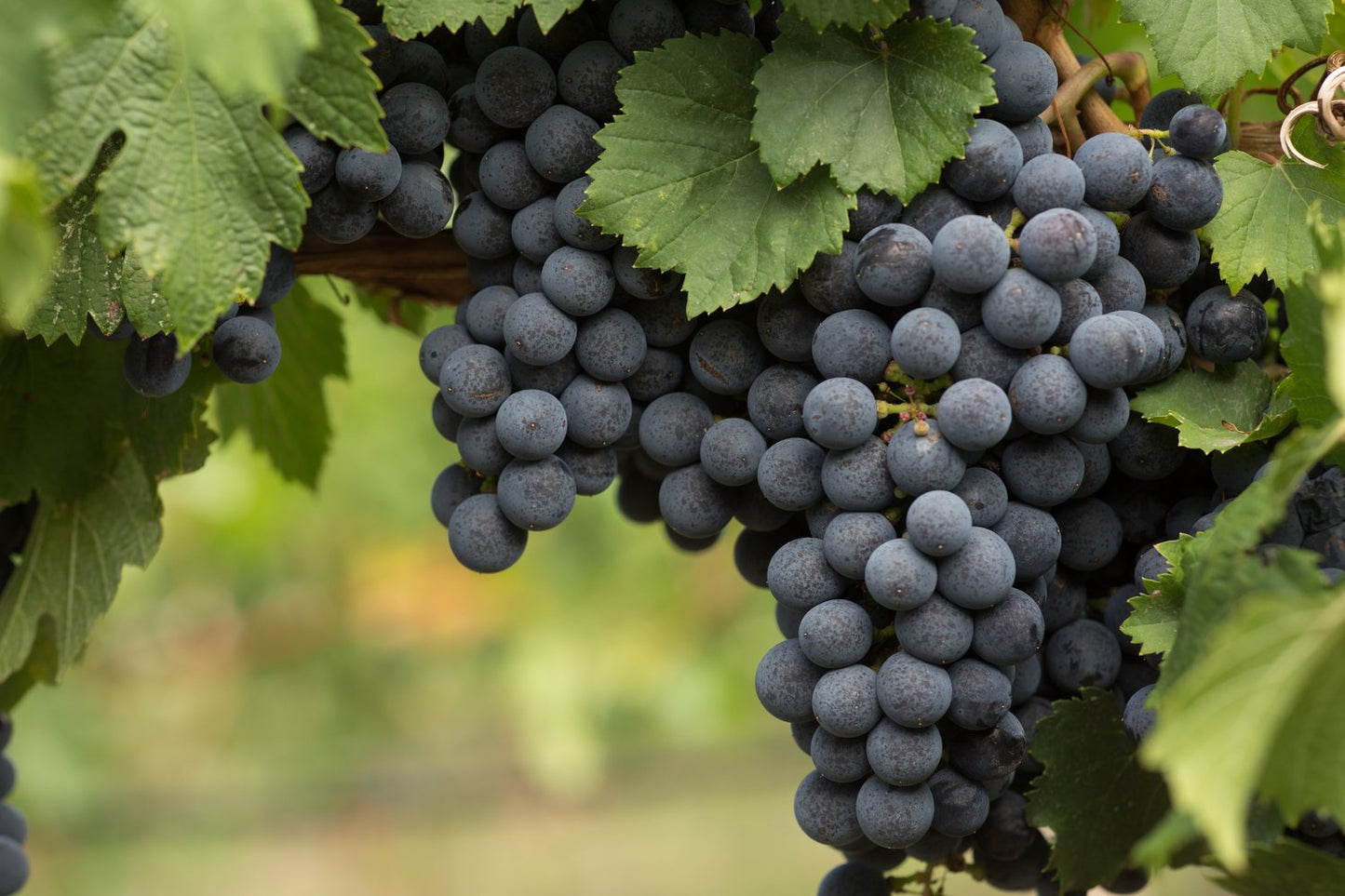 Vitis 'Blå Burgunder'