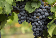 Vitis 'Blå Burgunder'